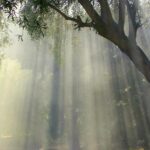 arbol-transgeneracional