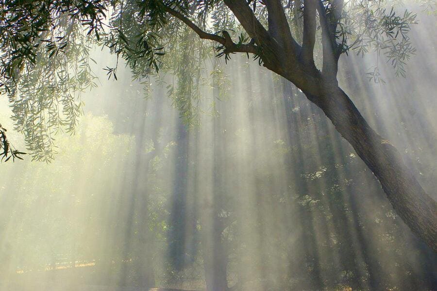 arbol-transgeneracional